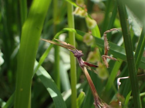 Empusa pennata
